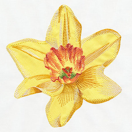 Contours of Beauty Daffodil (Applique)