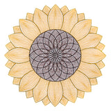 Mesmerizing Sunflower