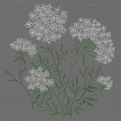 Summer Wonders - Queen Anne's Lace