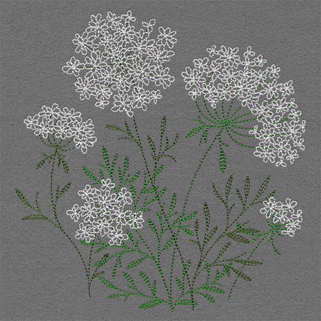 Summer Wonders - Queen Anne's Lace