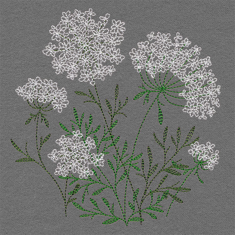 Summer Wonders - Queen Anne's Lace