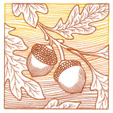Fresh Harvest - Acorn Etching