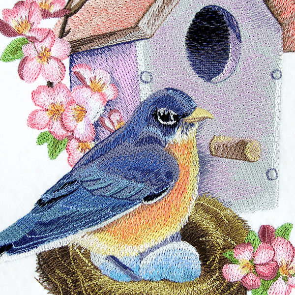 Nesting Bluebird in Spring