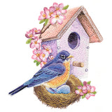 Nesting Bluebird in Spring