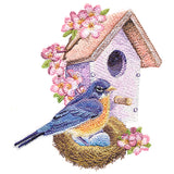 Nesting Bluebird in Spring