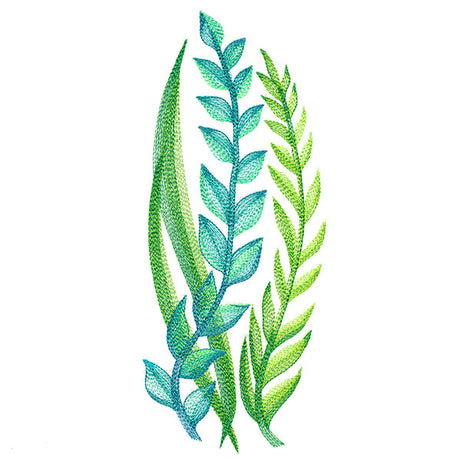 Lovely Ferns and Botanicals