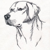 Labrador Retriever Portrait Etching