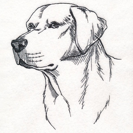 Labrador Retriever Portrait Etching