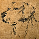 Labrador Retriever Portrait Etching