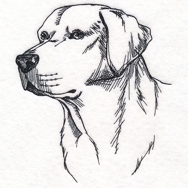 Labrador Retriever Portrait Etching