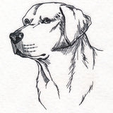 Labrador Retriever Portrait Etching
