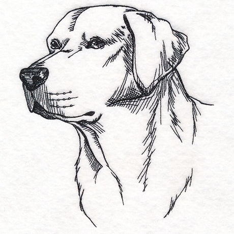 Labrador Retriever Portrait Etching