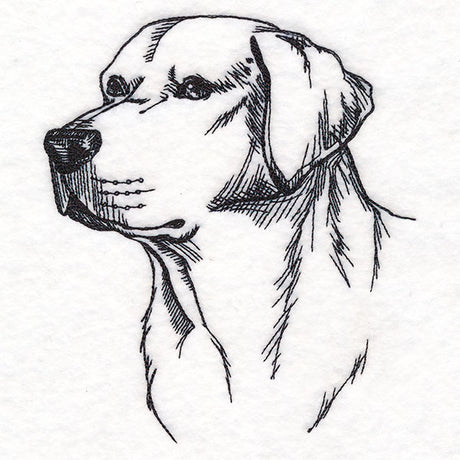 Labrador Retriever Portrait Etching