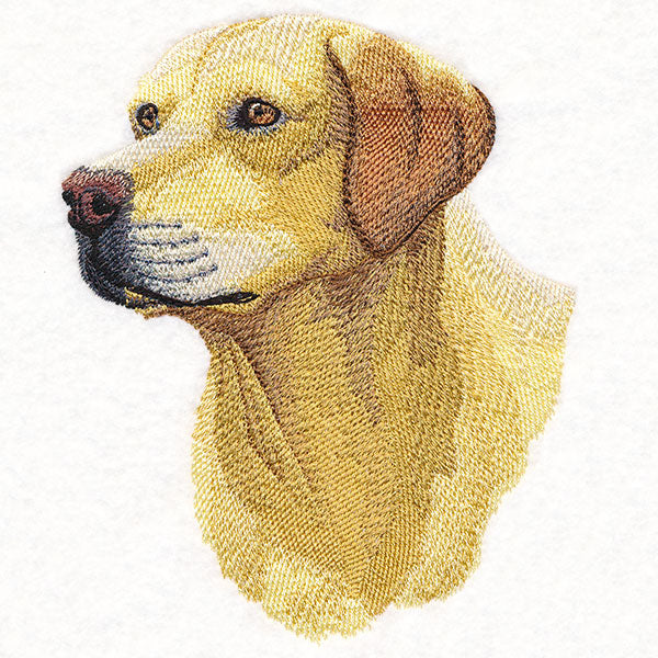 Labrador Retriever Portrait