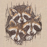 Peeking Raccoons Trio