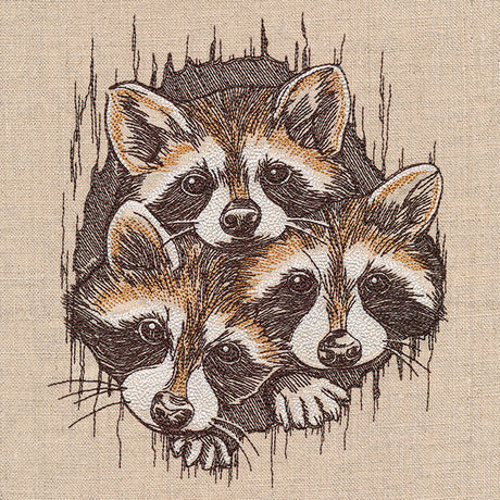 Peeking Raccoons Trio
