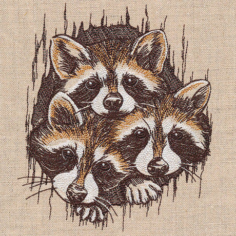 Peeking Raccoons Trio