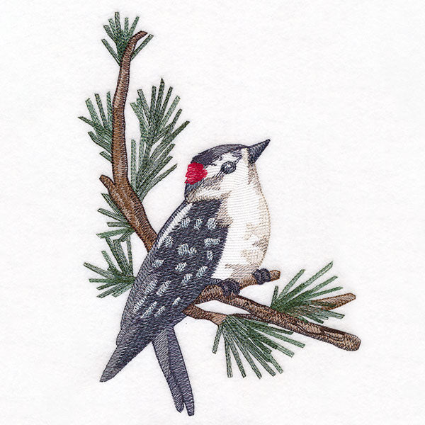 Downy Woodpecker on Branches Corner - Male