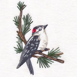 Downy Woodpecker on Branches Corner - Male