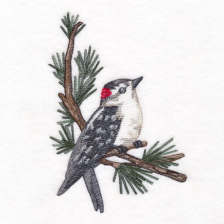 Downy Woodpecker on Branches Corner - Male