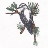 Downy Woodpecker on Branches Corner - Female