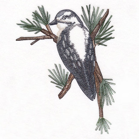 Downy Woodpecker on Branches Corner - Female