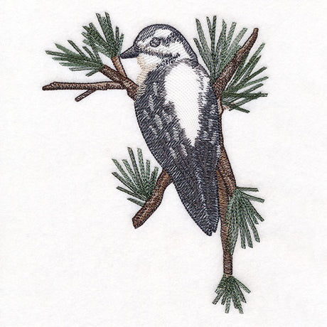 Downy Woodpecker on Branches Corner - Female