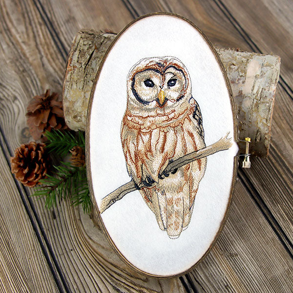 Wise in Winter Barred Owl
