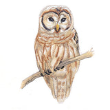 Wise in Winter Barred Owl