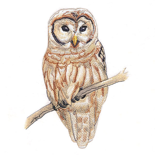 Wise in Winter Barred Owl