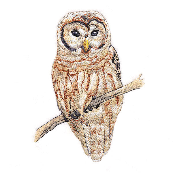 Wise in Winter Barred Owl