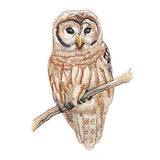 Wise in Winter Barred Owl