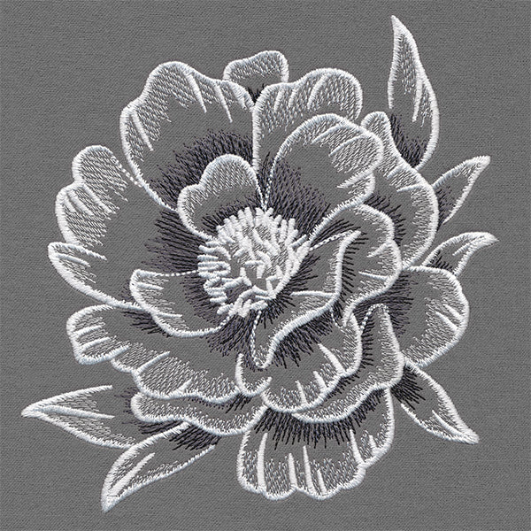 Sheer and Elegant Peony