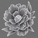 Sheer and Elegant Peony