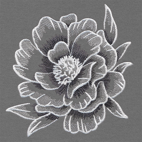 Sheer and Elegant Peony