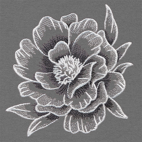 Sheer and Elegant Peony