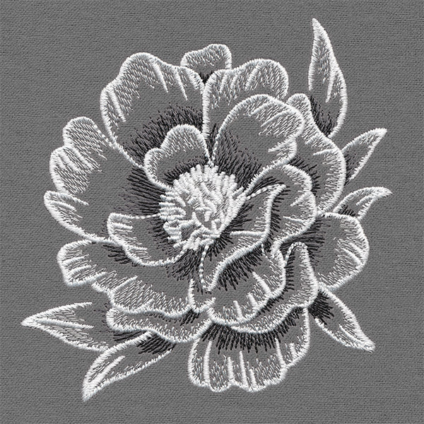 Sheer and Elegant Peony