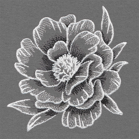 Sheer and Elegant Peony