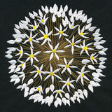 Wonder & Beauty Allium