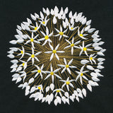 Wonder & Beauty Allium