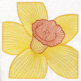 Creative Contour Macro Daffodil