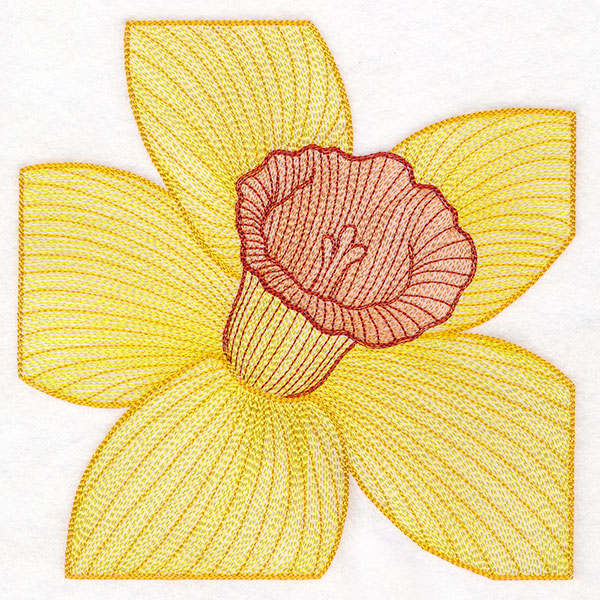 Creative Contour Macro Daffodil