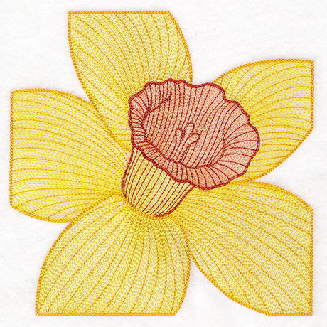 Creative Contour Macro Daffodil