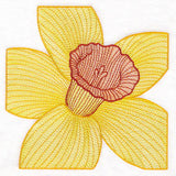 Creative Contour Macro Daffodil