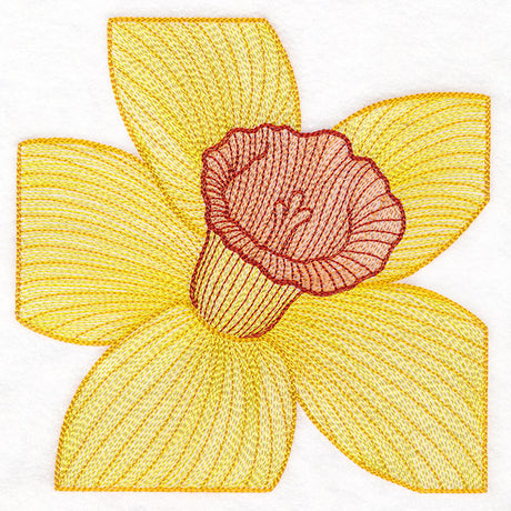 Creative Contour Macro Daffodil