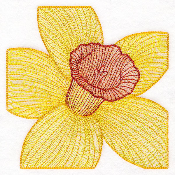 Creative Contour Macro Daffodil