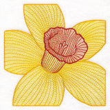 Creative Contour Macro Daffodil