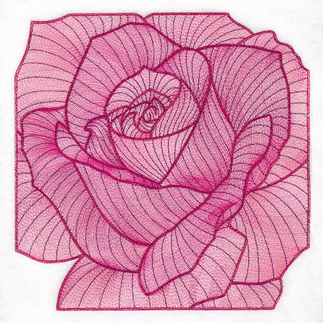 Creative Contour Macro Rose