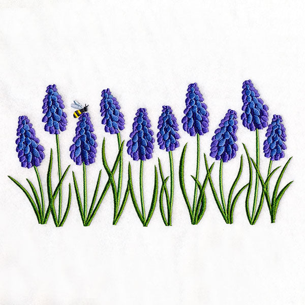 Heavenly Grape Hyacinth Border