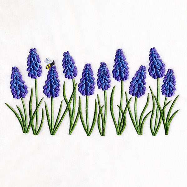 Heavenly Grape Hyacinth Border